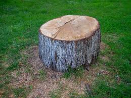 Best Tree Risk Assessment  in Lexington Hills, CA