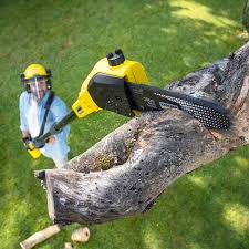 Best Tree Disease Treatment  in Lexington Hills, CA