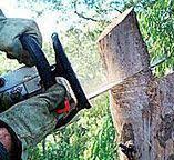 How Our Tree Care Process Works  in  Lexington Hills, CA