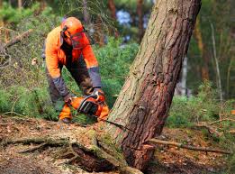 Best Organic Lawn Care Solutions  in Lexington Hills, CA