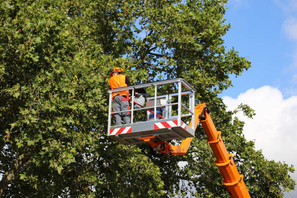 Best Utility Line Clearance  in Lexington Hills, CA